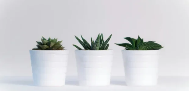easyplant discount code​